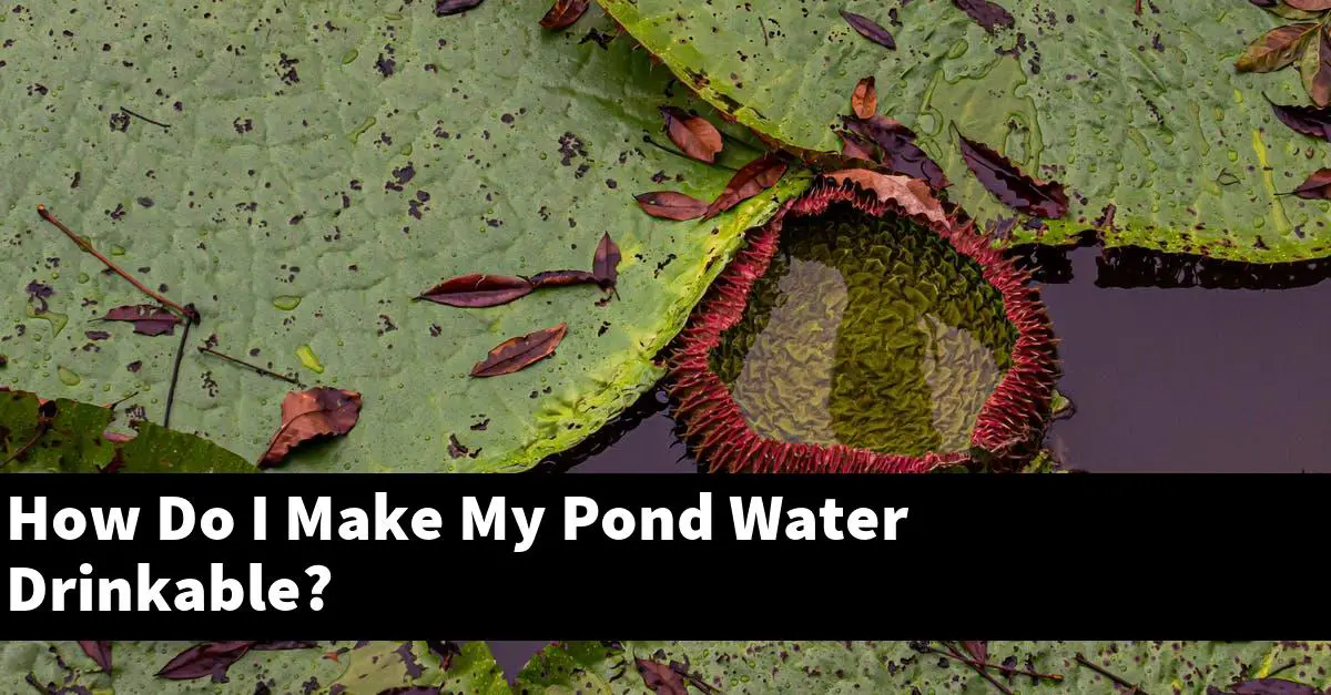 How Do I Make My Pond Water Drinkable?