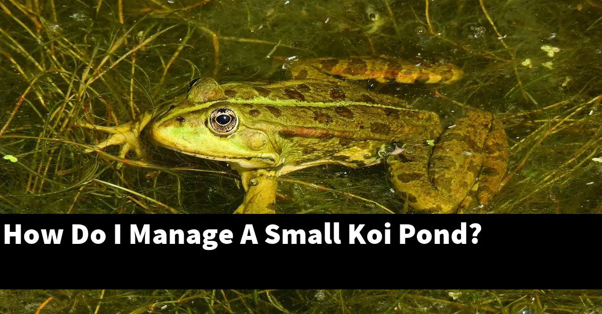 How Do I Manage A Small Koi Pond?