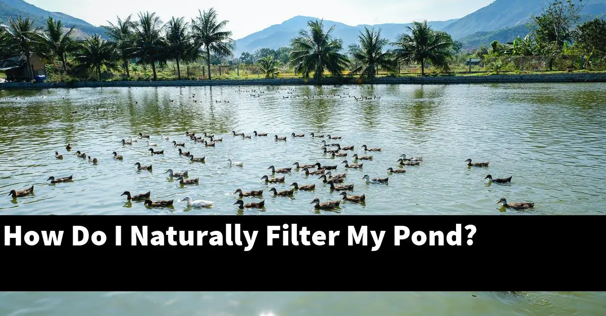 How Do I Naturally Filter My Pond?