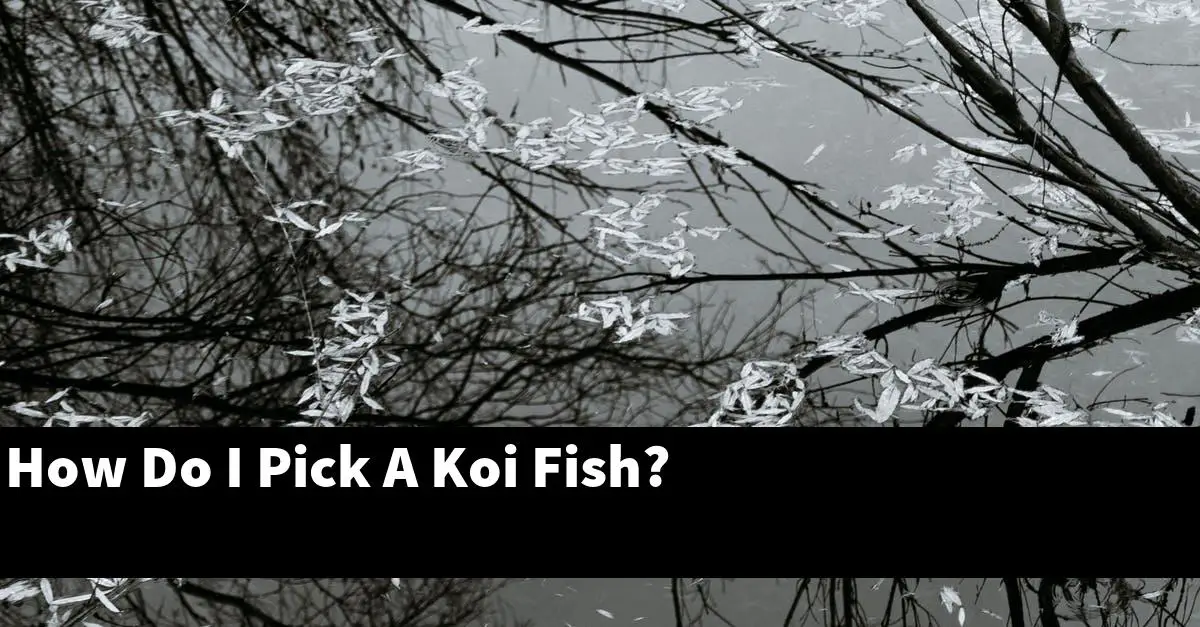 How Do I Pick A Koi Fish?