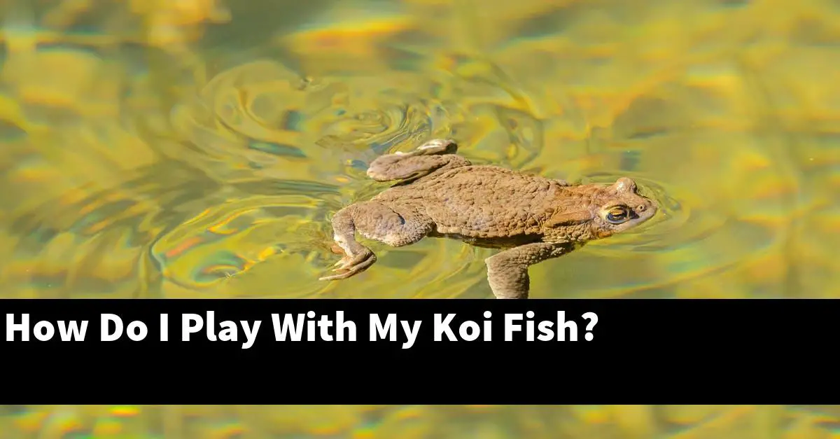 How Do I Play With My Koi Fish?