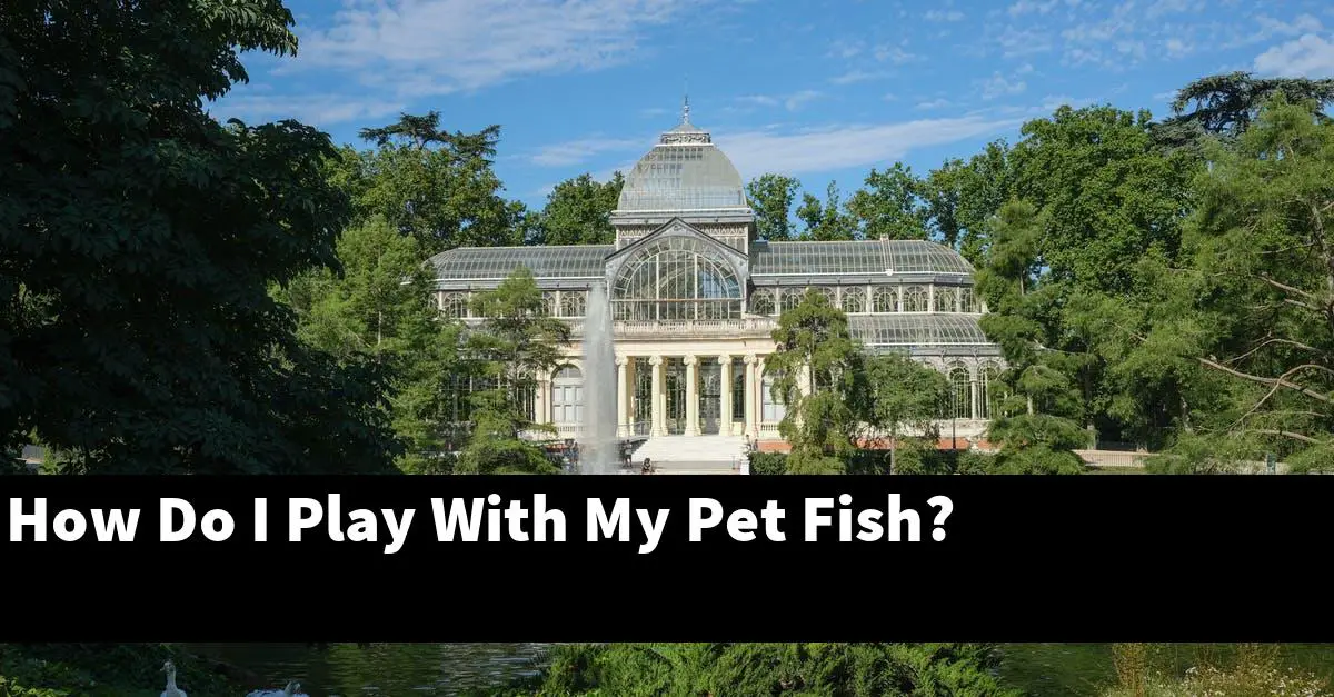 How Do I Play With My Pet Fish?