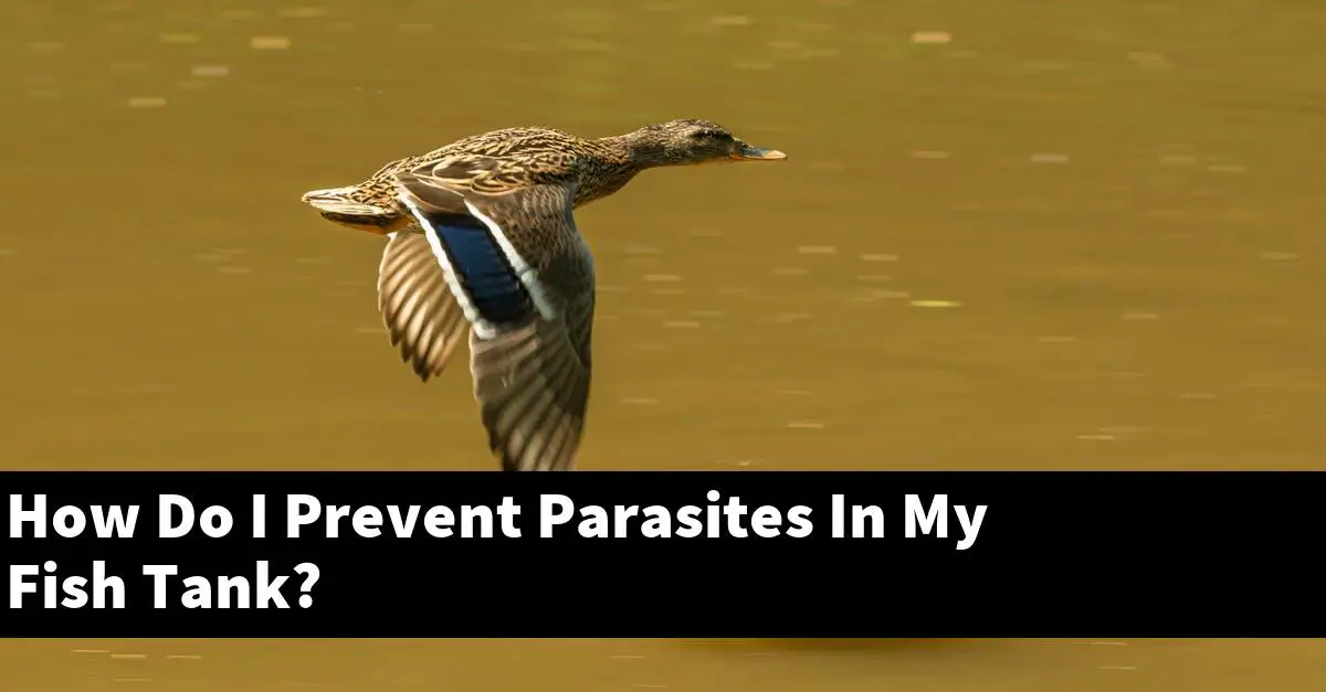 How Do I Prevent Parasites In My Fish Tank?