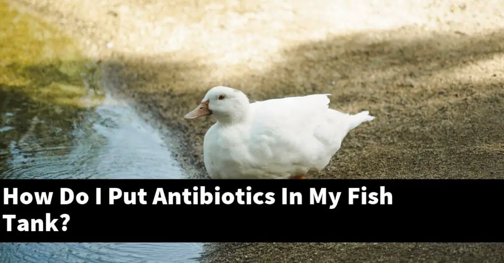 How Do I Put Antibiotics In My Fish Tank? [2024 Guide] Gold Koi Fish