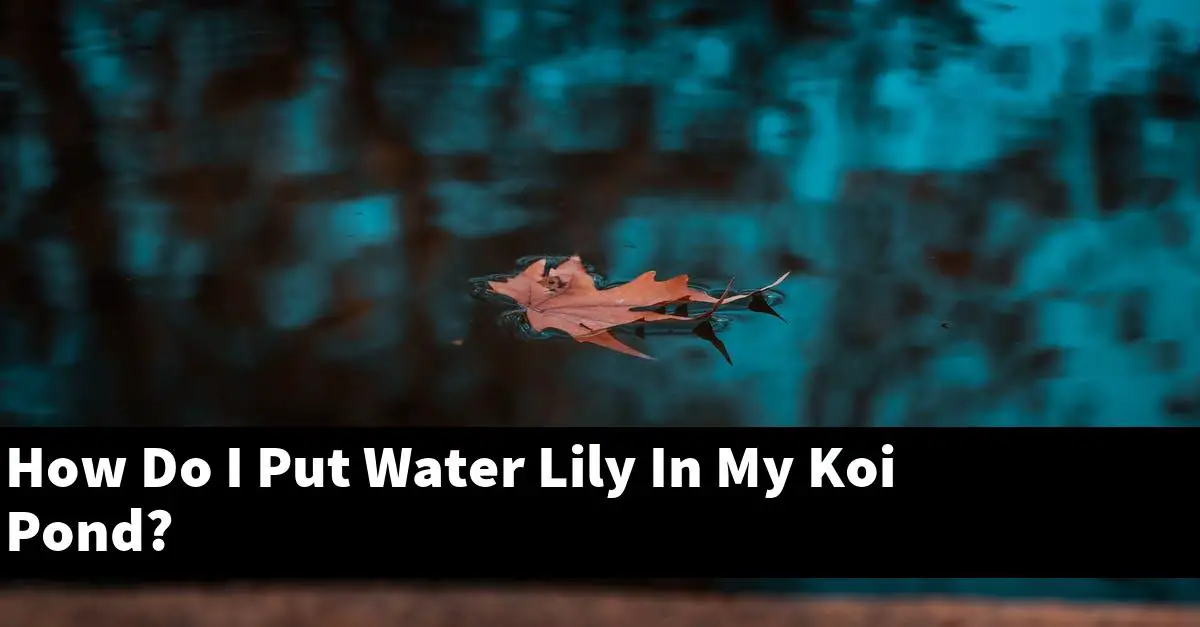 How Do I Put Water Lily In My Koi Pond?