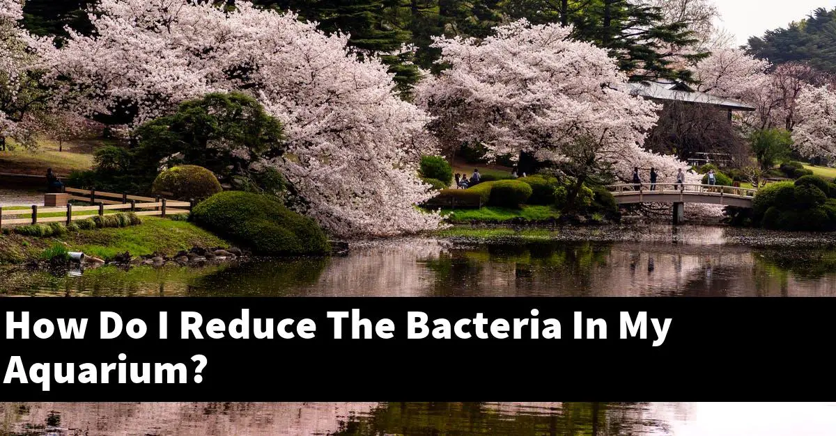 How Do I Reduce The Bacteria In My Aquarium?