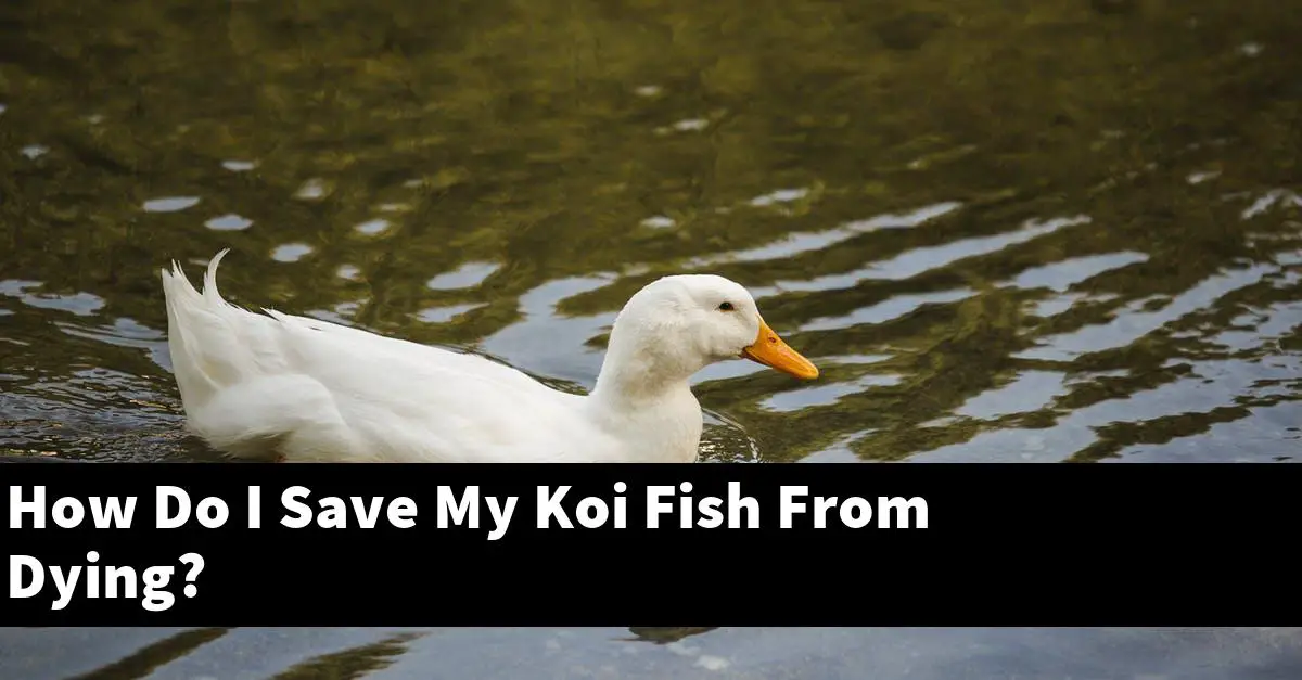 How Do I Save My Koi Fish From Dying?