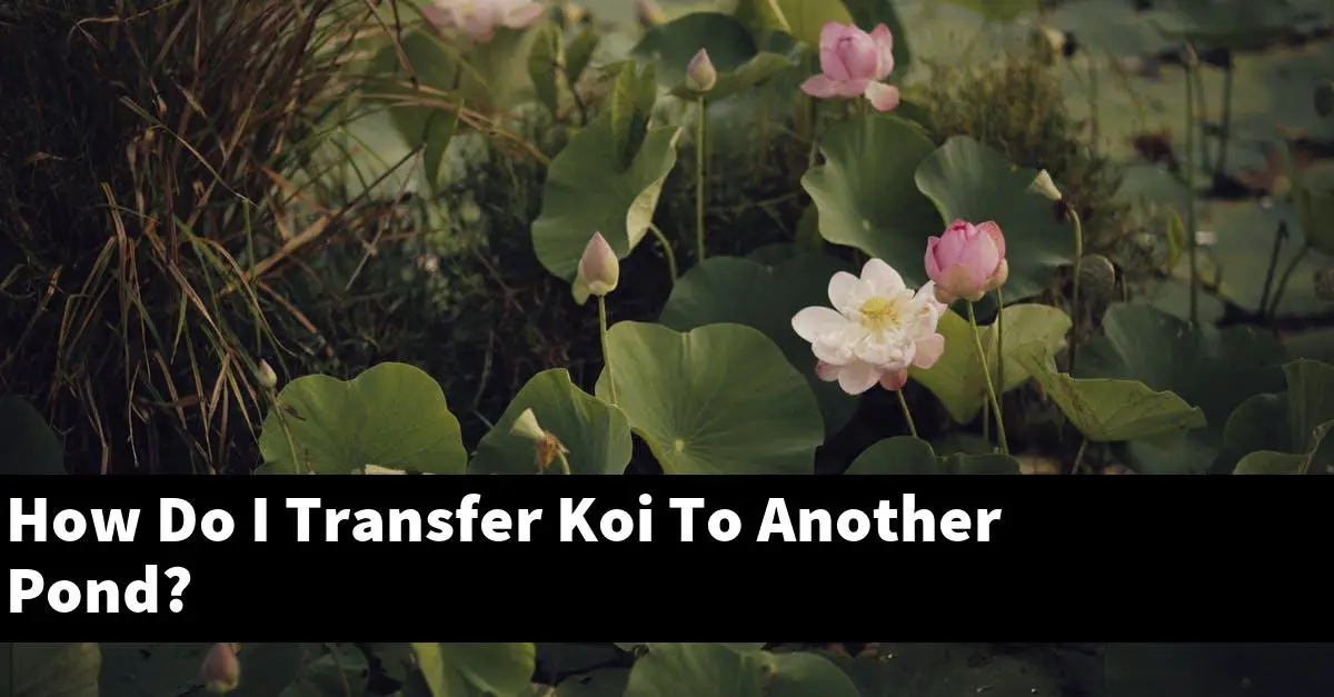 How Do I Transfer Koi To Another Pond?