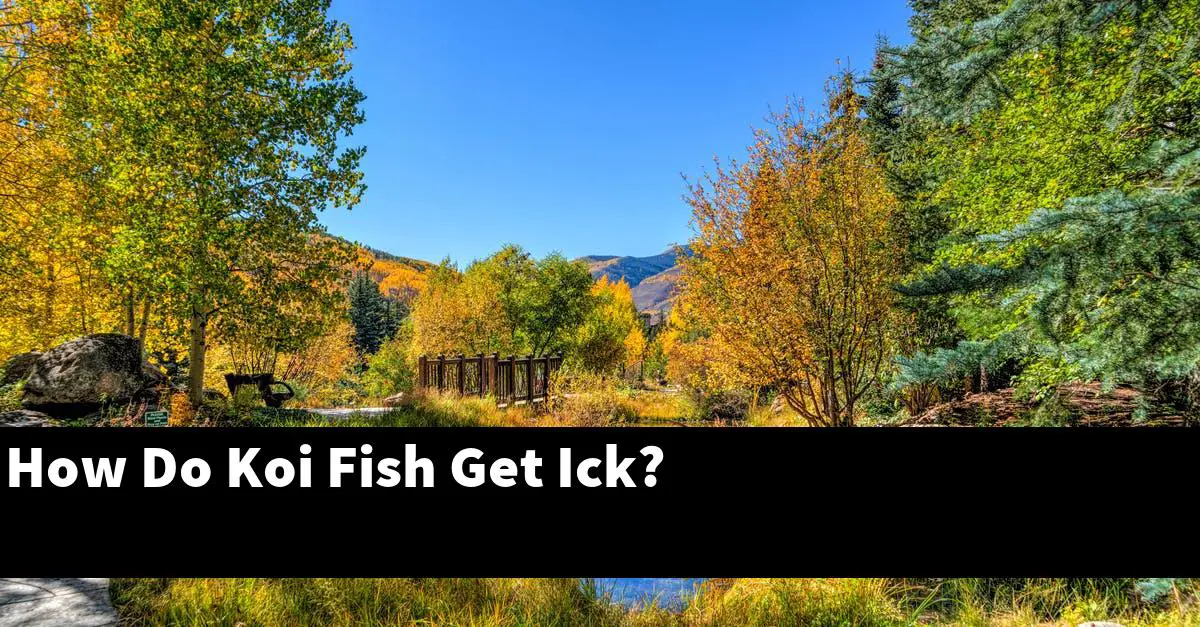 How Do Koi Fish Get Ick?