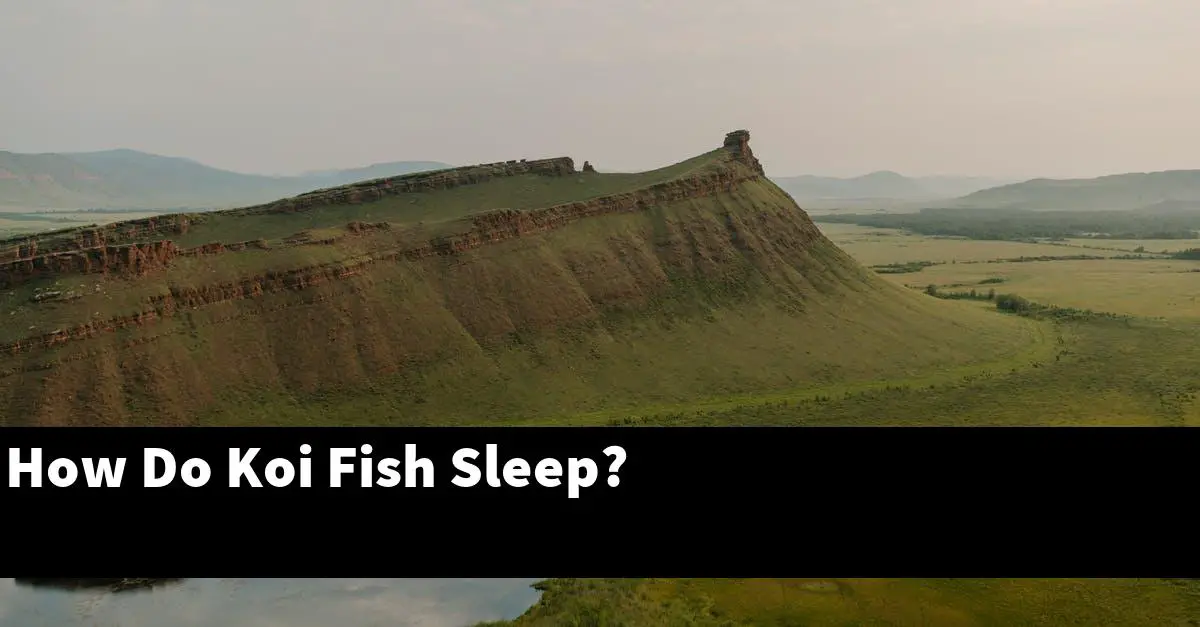 How Do Koi Fish Sleep?