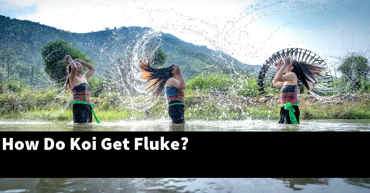 How Do Koi Get Fluke?