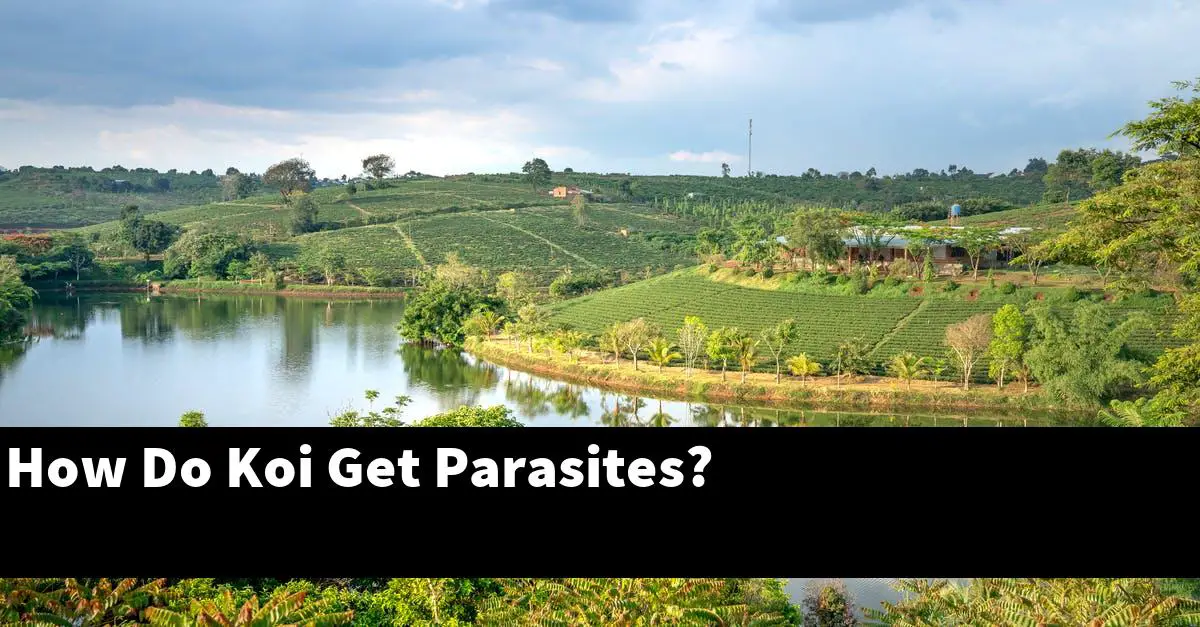 How Do Koi Get Parasites?