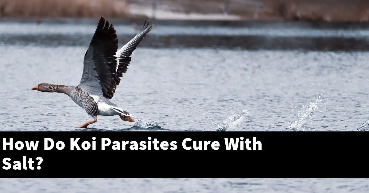 How Do Koi Parasites Cure With Salt?