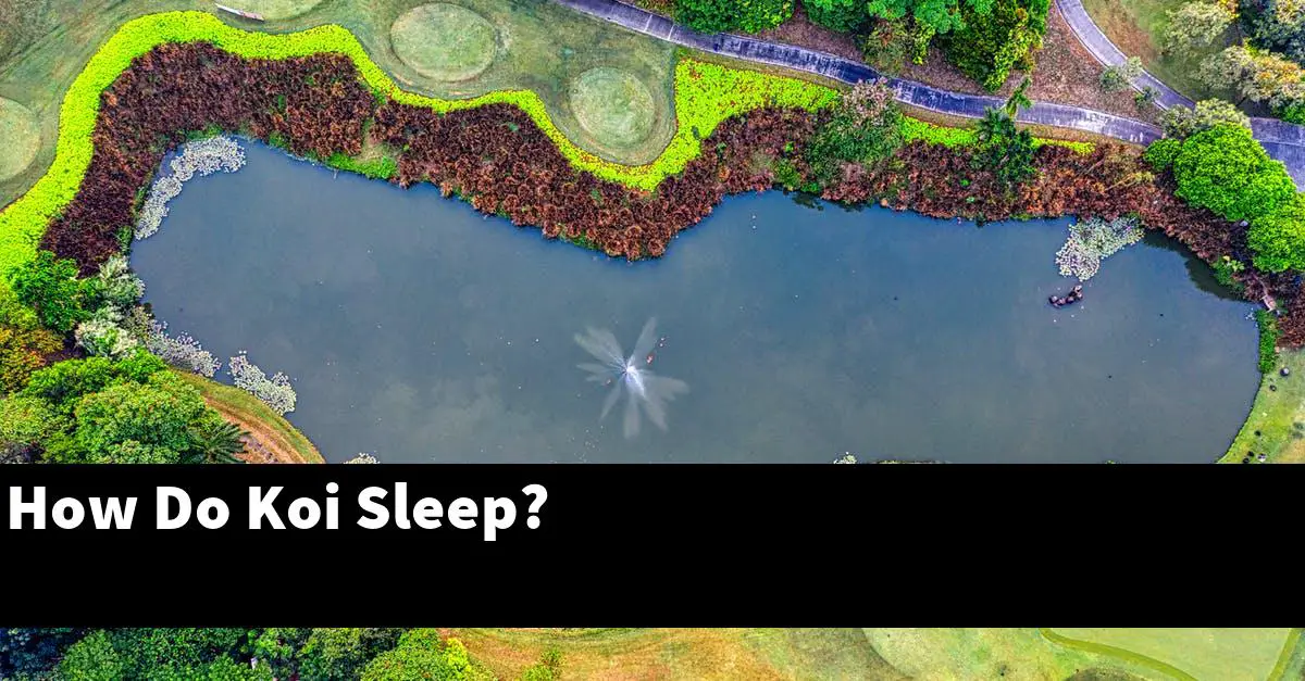How Do Koi Sleep?