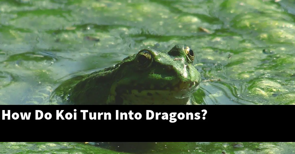 How Do Koi Turn Into Dragons?