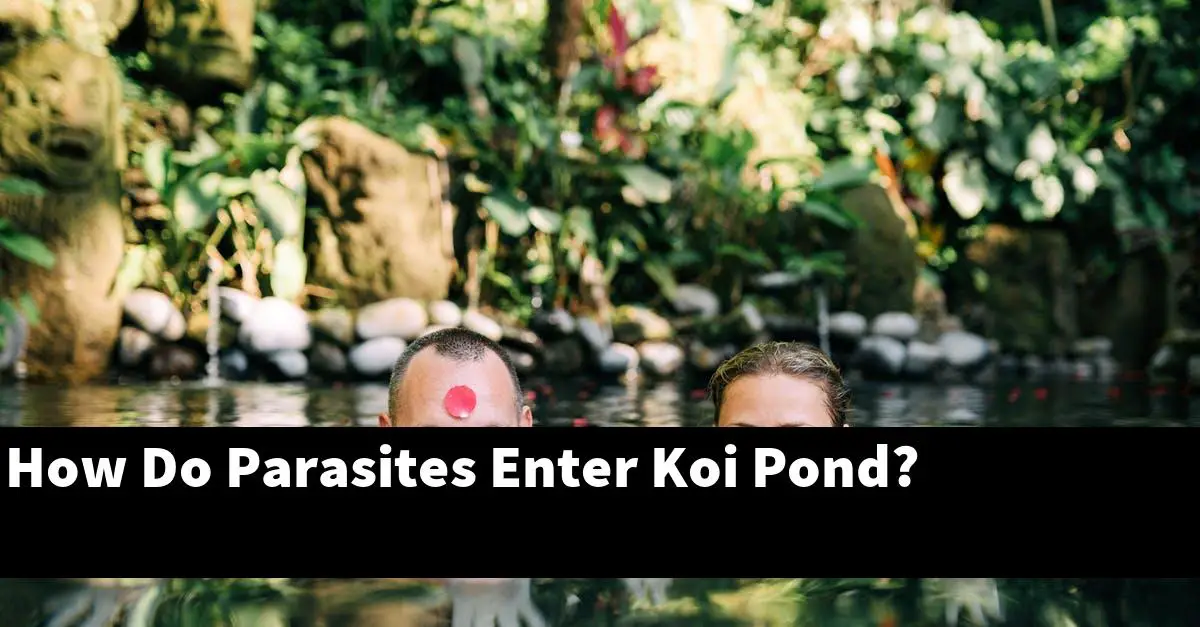 How Do Parasites Enter Koi Pond?