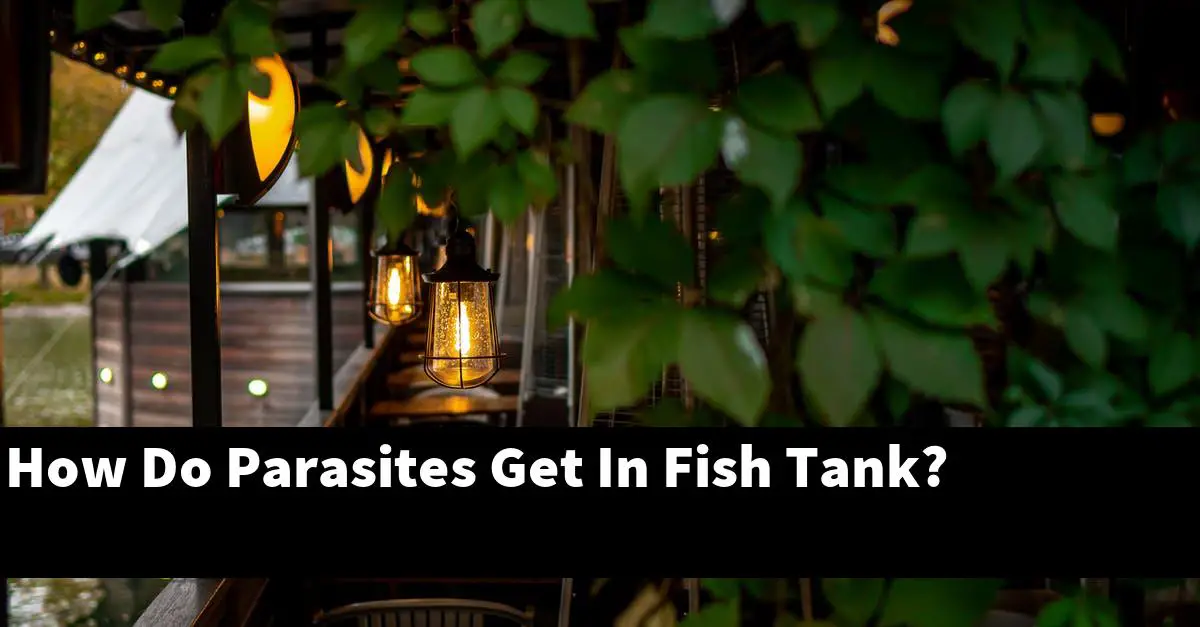 How Do Parasites Get In Fish Tank?