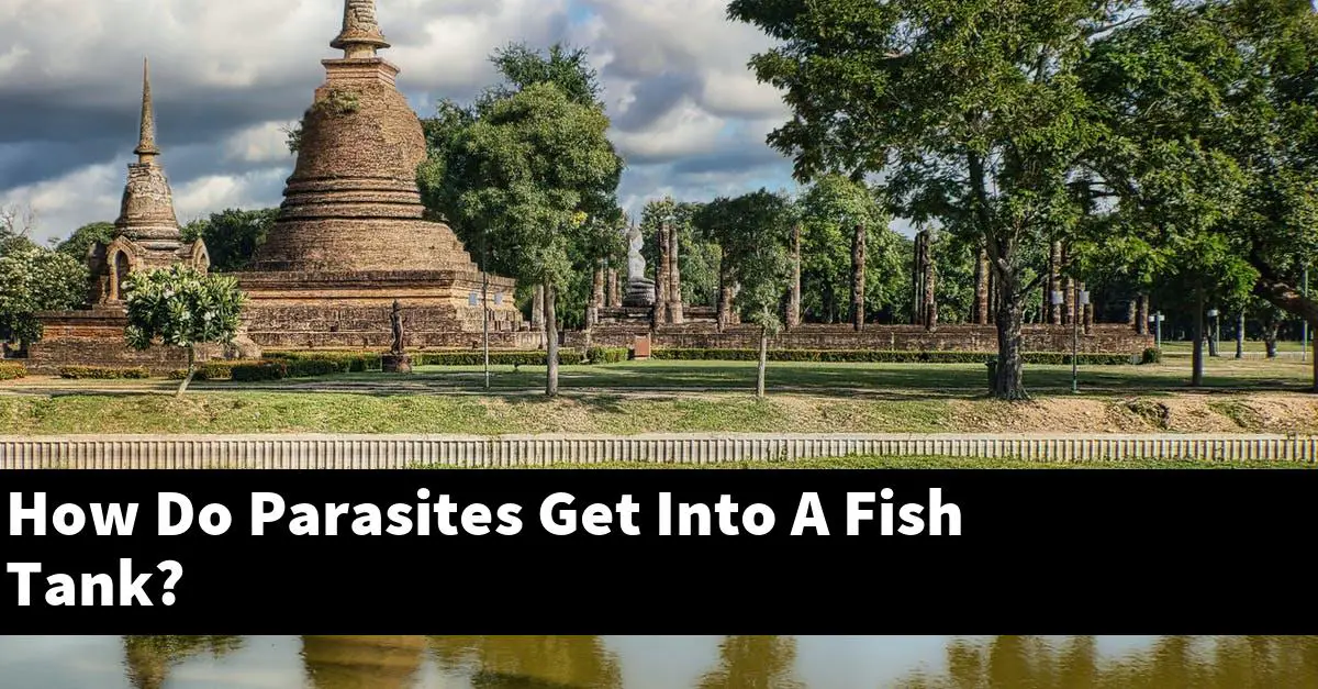 How Do Parasites Get Into A Fish Tank?
