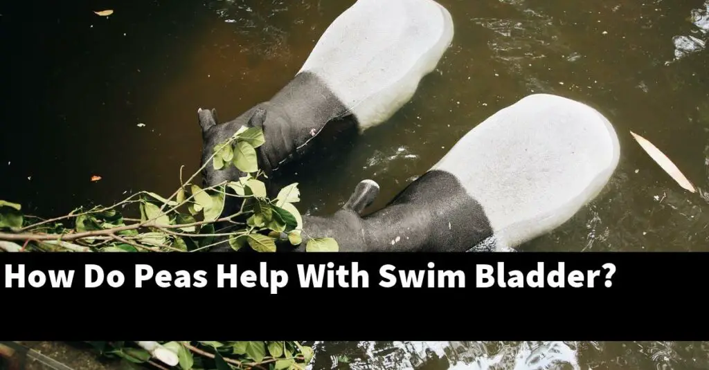 How Do Peas Help With Swim Bladder? [2024 Guide] Gold Koi Fish