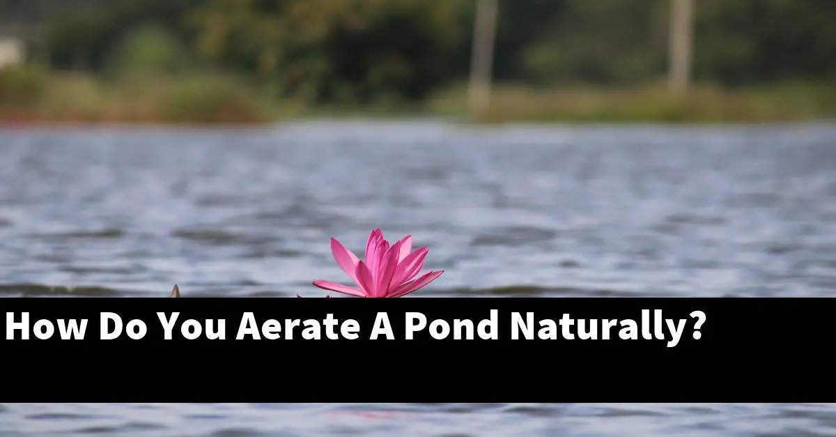 How Do You Aerate A Pond Naturally?
