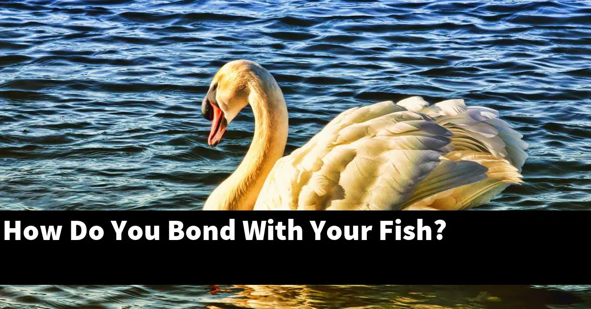 How Do You Bond With Your Fish?