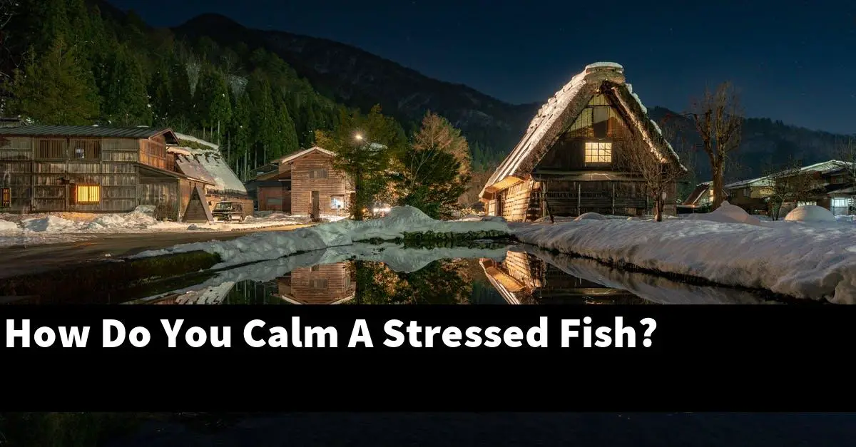 How Do You Calm A Stressed Fish?