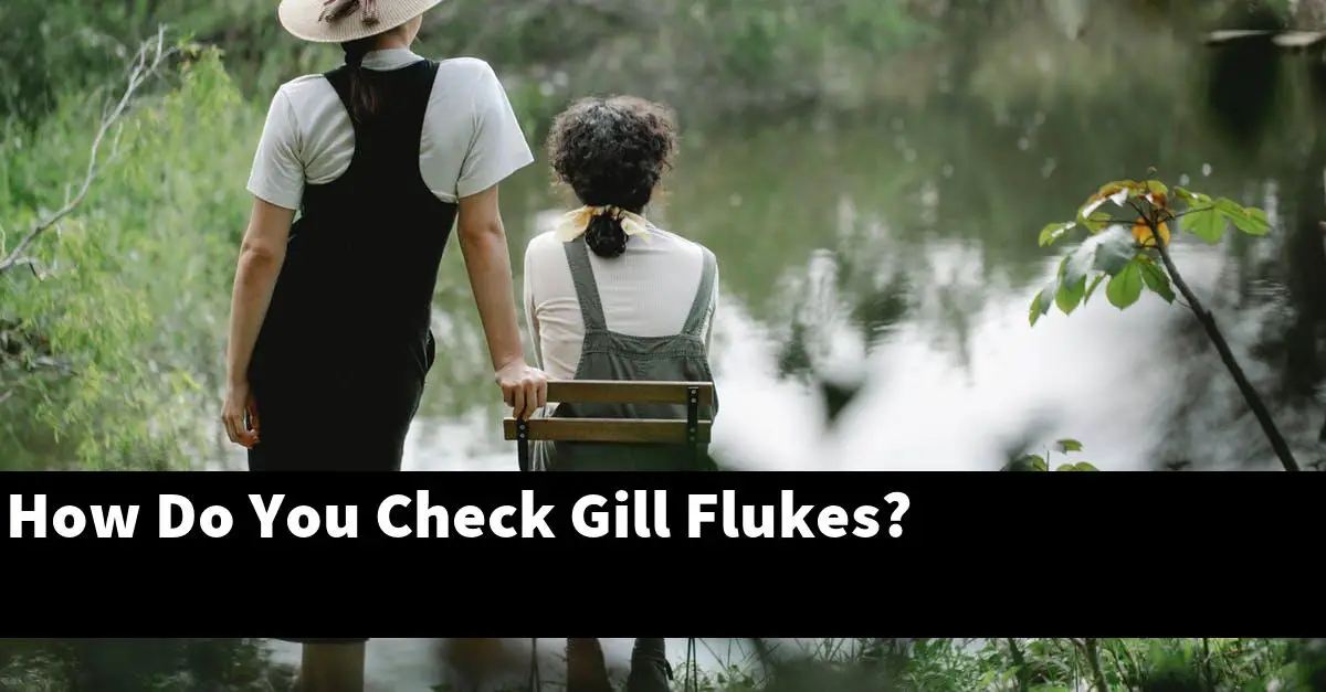 How Do You Check Gill Flukes?