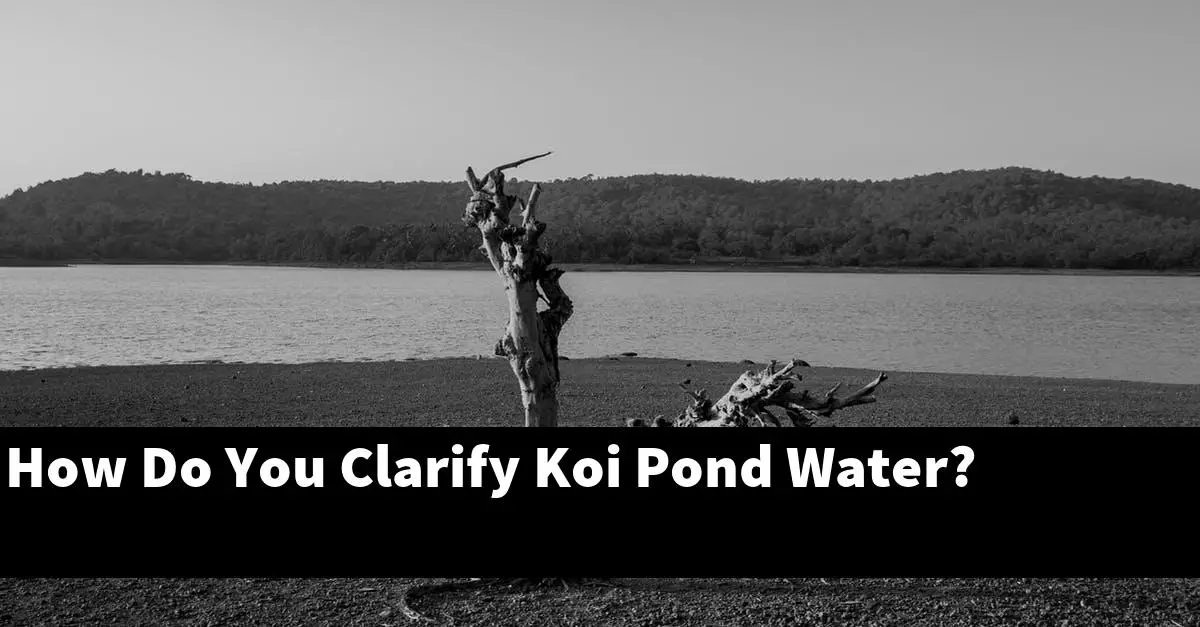 How Do You Clarify Koi Pond Water?