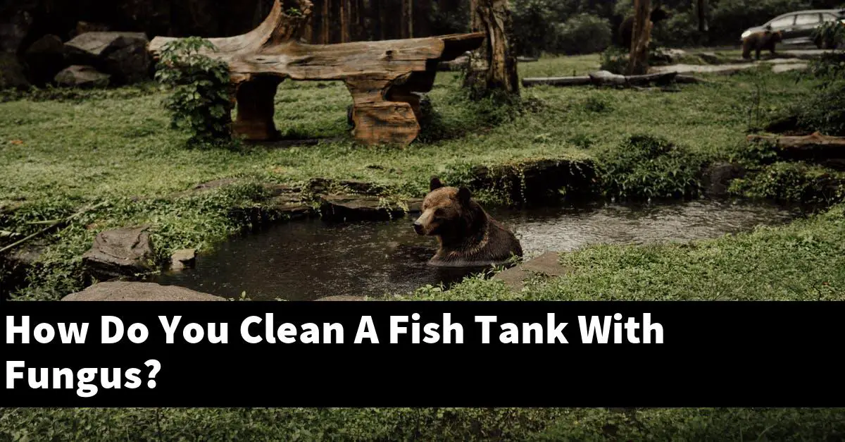 How Do You Clean A Fish Tank With Fungus?