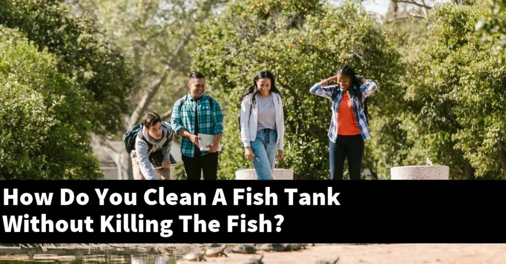 How Do You Clean A Fish Tank Without Killing The Fish? [2024 Guide] Gold Koi Fish