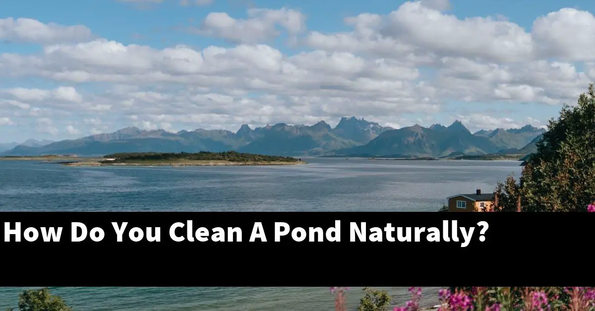 How Do You Clean A Pond Naturally?