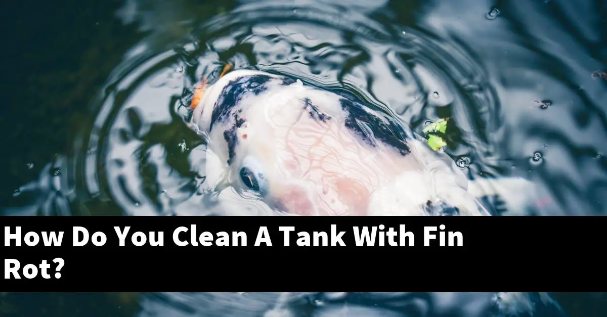 How Do You Clean A Tank With Fin Rot?
