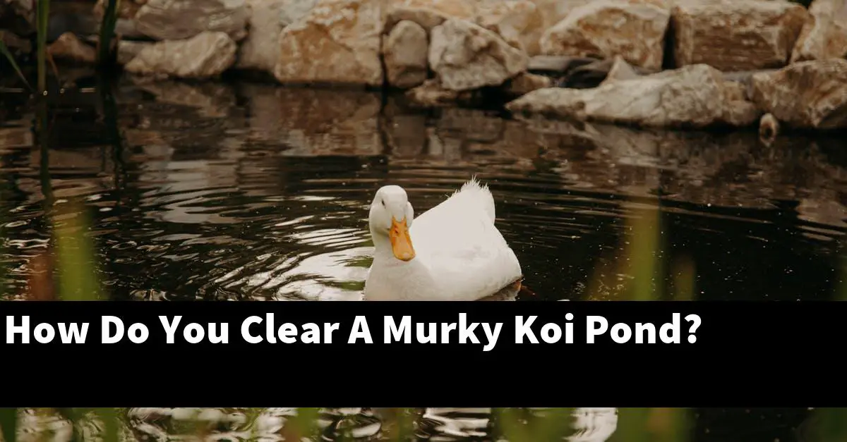 How Do You Clear A Murky Koi Pond?