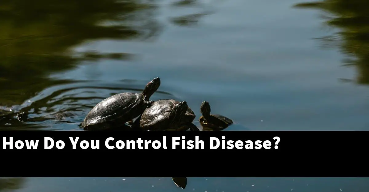 How Do You Control Fish Disease?
