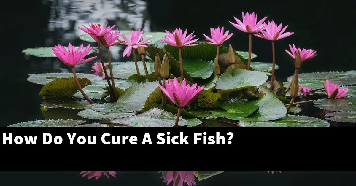 How Do You Cure A Sick Fish?