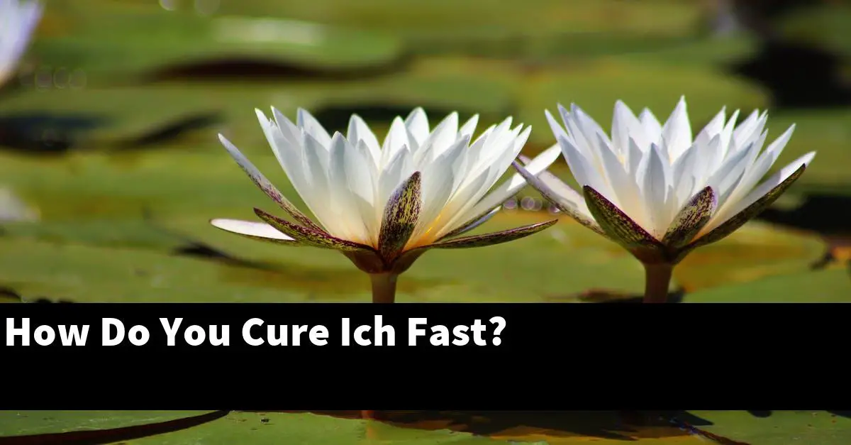 How Do You Cure Ich Fast?