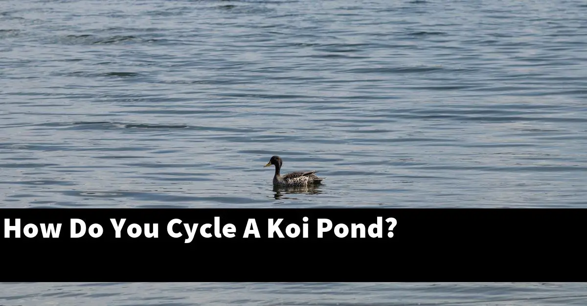 How Do You Cycle A Koi Pond?