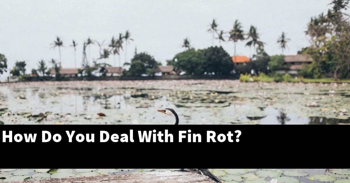How Do You Deal With Fin Rot?