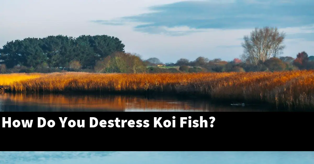 How Do You Destress Koi Fish?