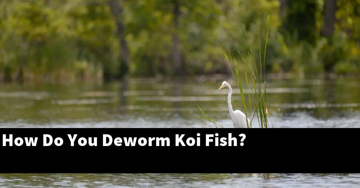 How Do You Deworm Koi Fish?