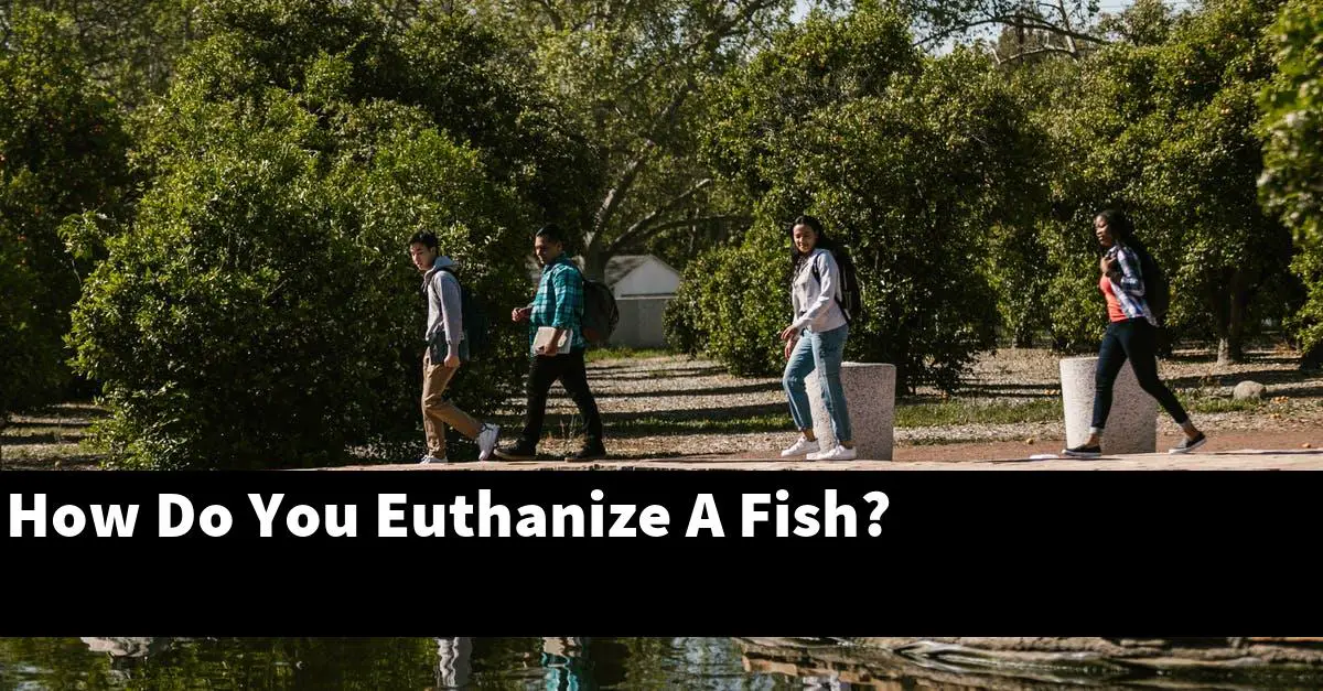 How Do You Euthanize A Fish?