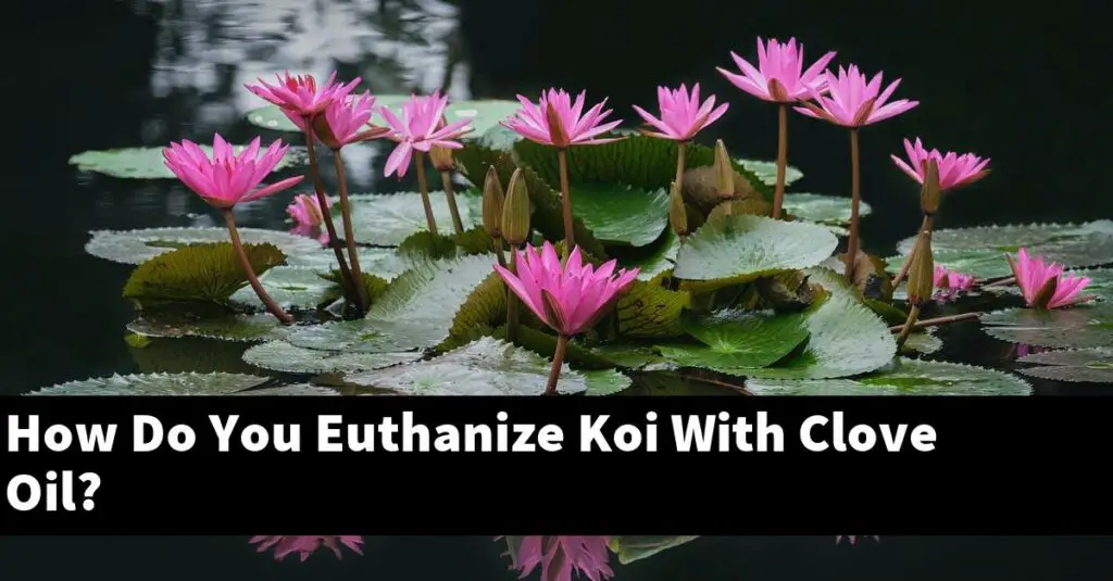 How Do You Euthanize Koi With Clove Oil? [2025 Guide] Gold Koi Fish