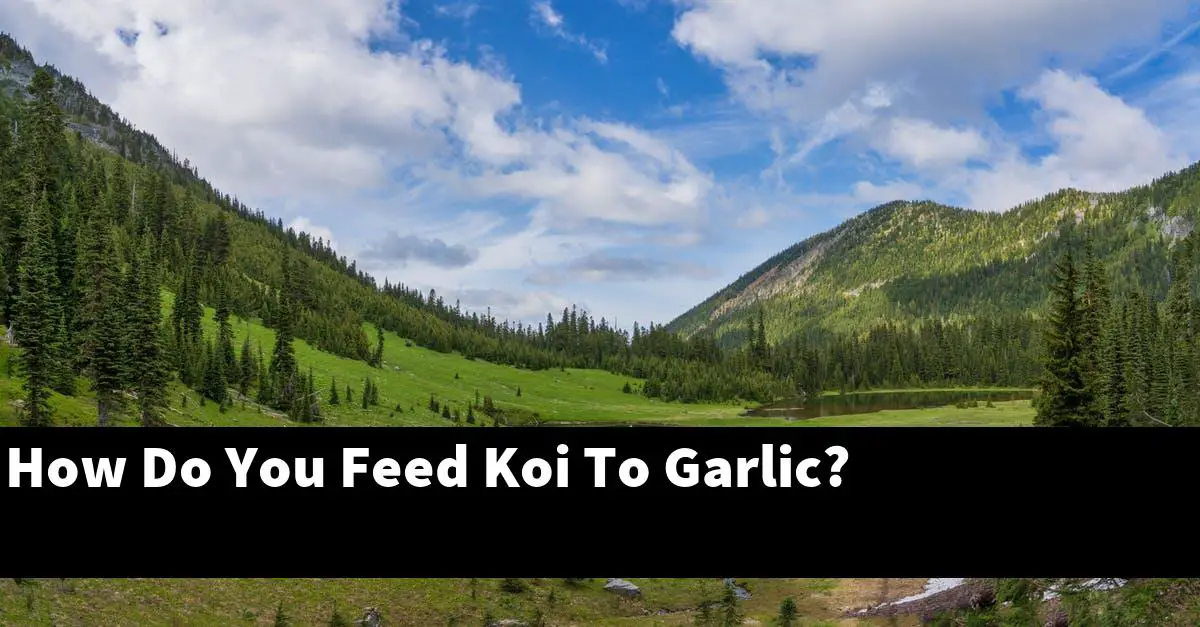 How Do You Feed Koi To Garlic?