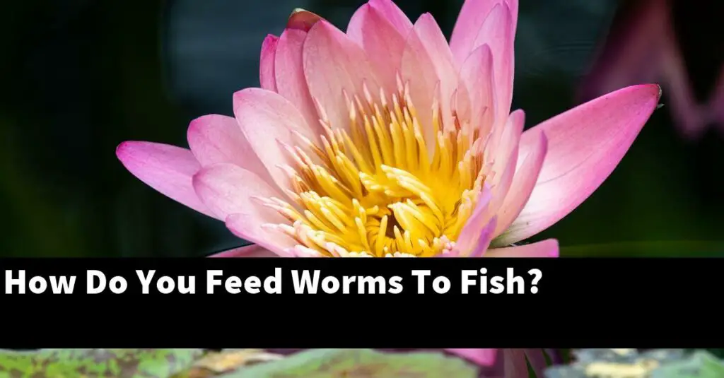 how-do-you-feed-worms-to-fish-2024-guide-gold-koi-fish