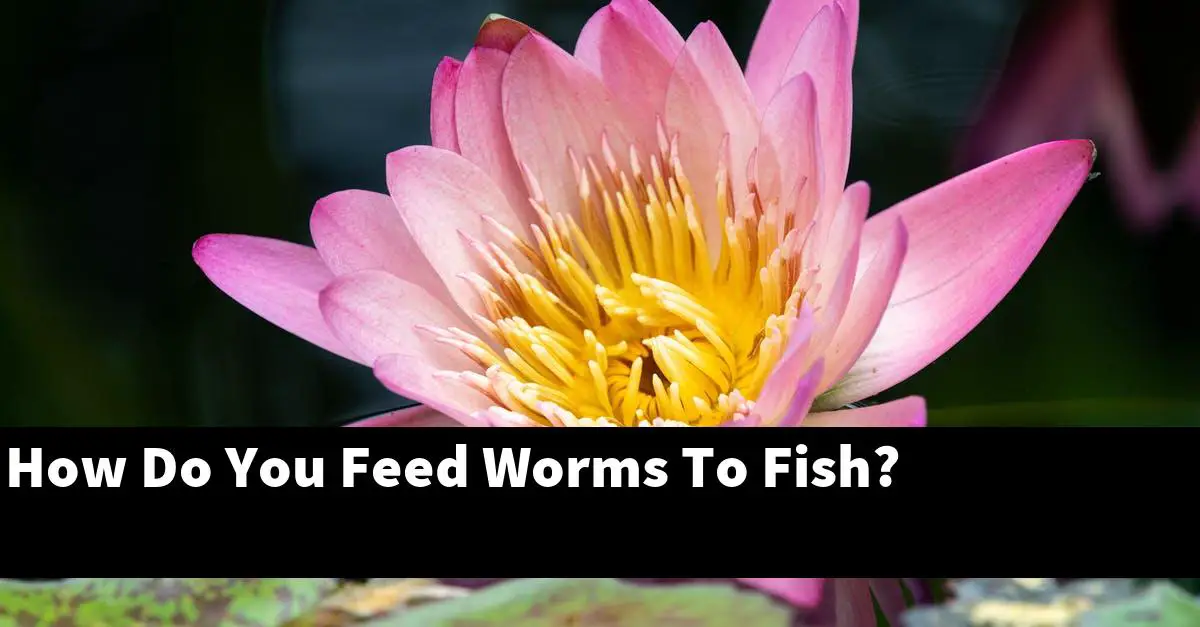 How Do You Feed Worms To Fish?