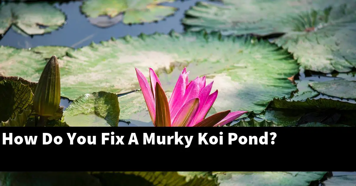 How Do You Fix A Murky Koi Pond?