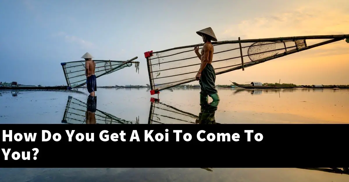 How Do You Get A Koi To Come To You?