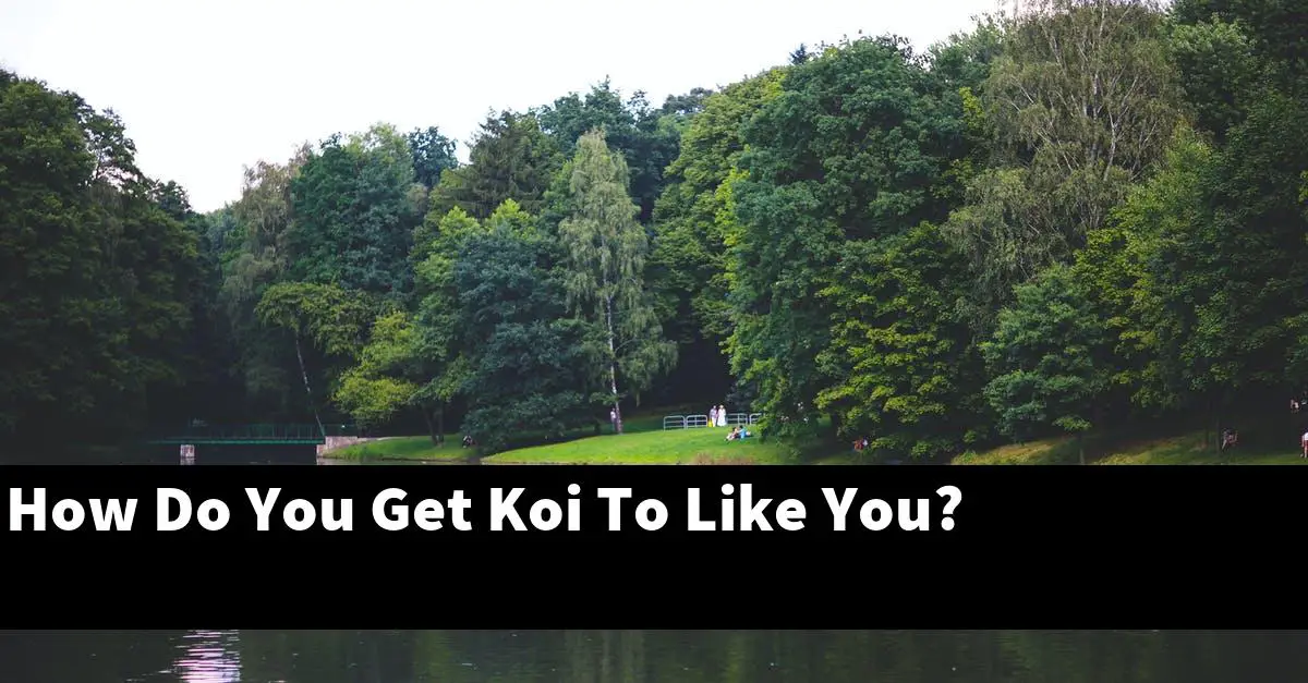 How Do You Get Koi To Like You?
