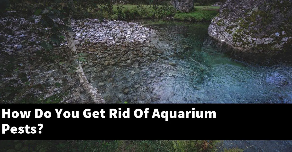 How Do You Get Rid Of Aquarium Pests?