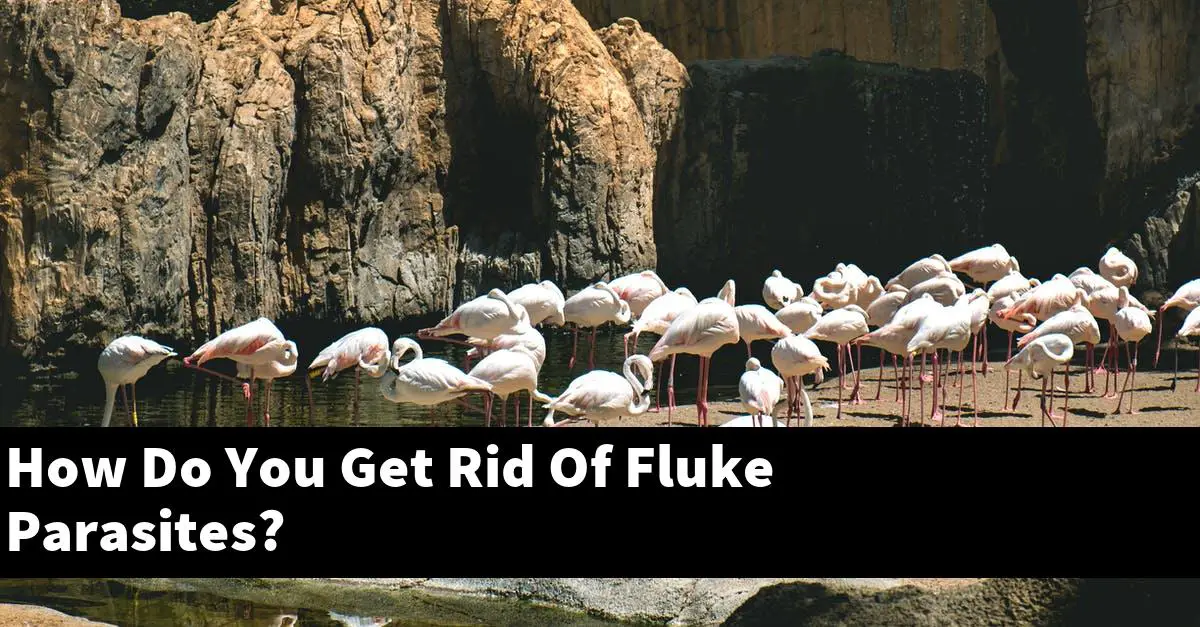 How Do You Get Rid Of Fluke Parasites?